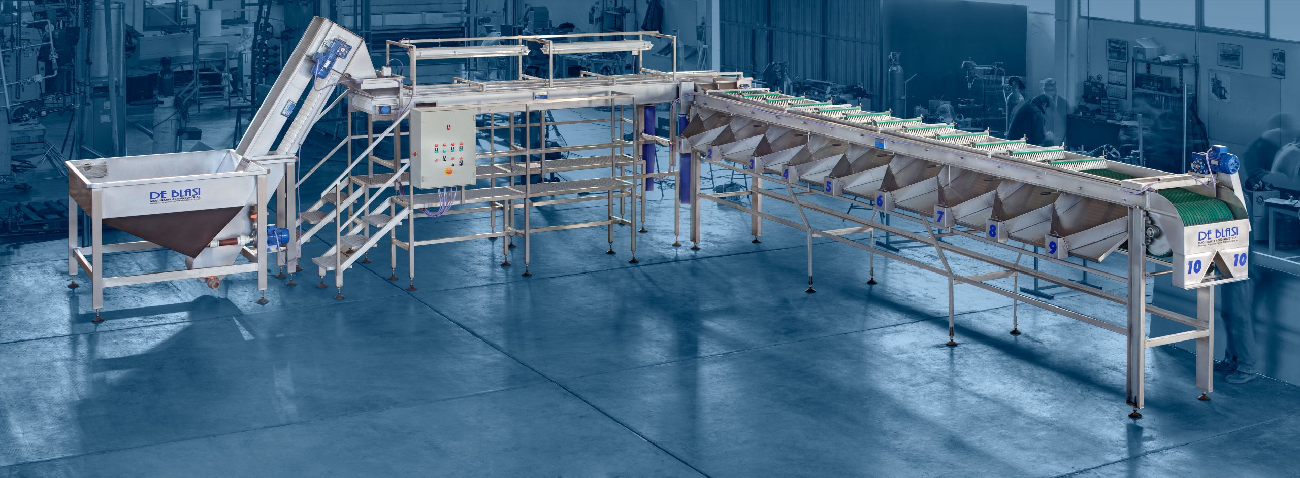 Linea Seleccion y Tamañado Aceitunas